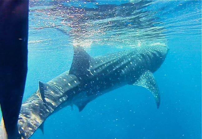 Swimming with Whale Sharks in the Maldives
