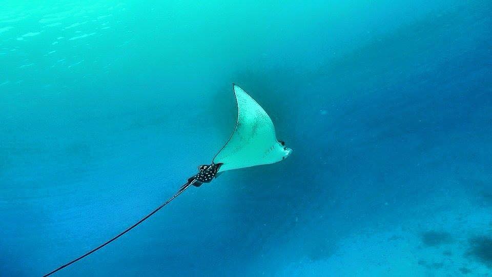 Amazing Noovilu