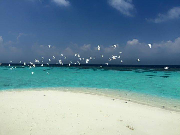 Amazing Noovilu