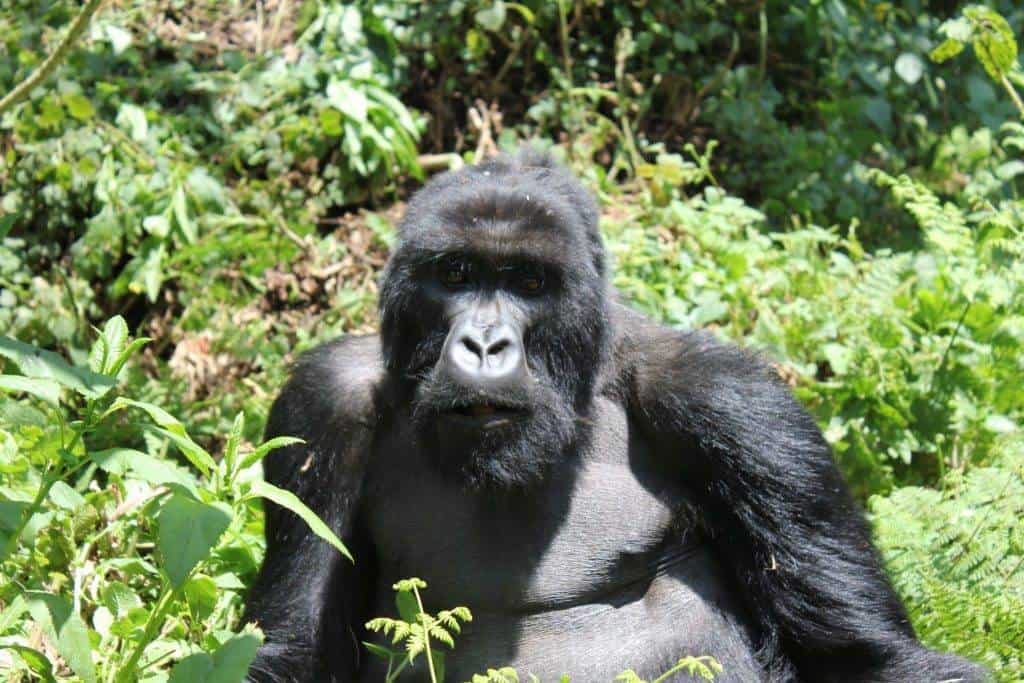 Gorillas in Rwanda