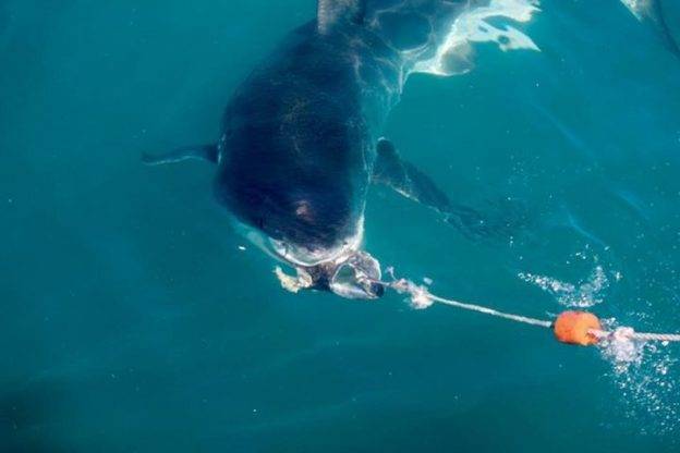 Shark Cage Diving