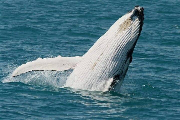 whale swim Tonga