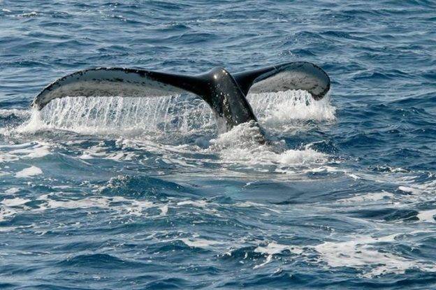 Tonga whale swim