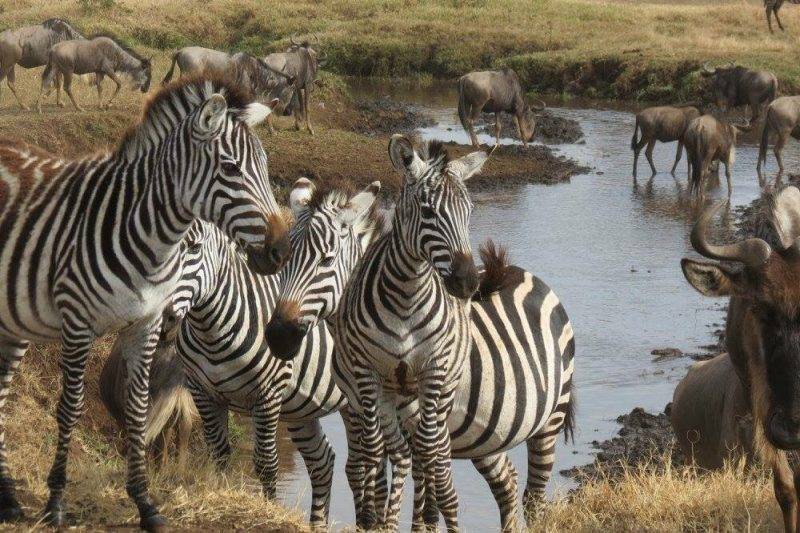 African Safari