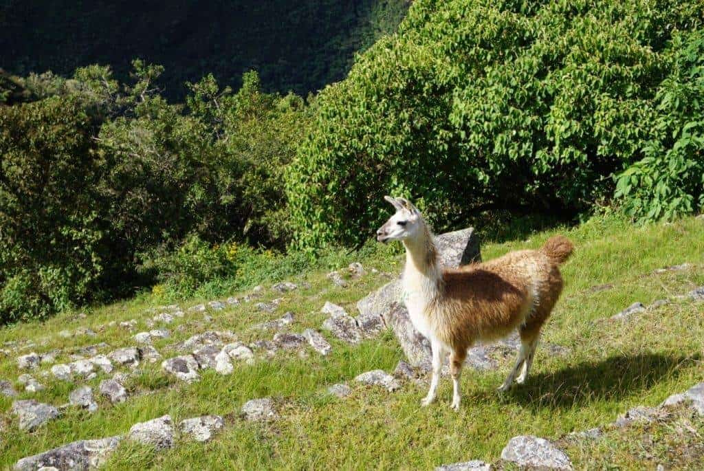 altitude at Machu Picchu 2430 metres