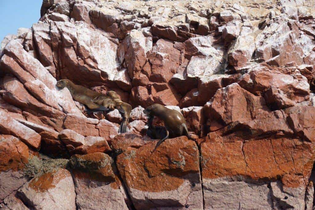 Seals in Paracas Peru