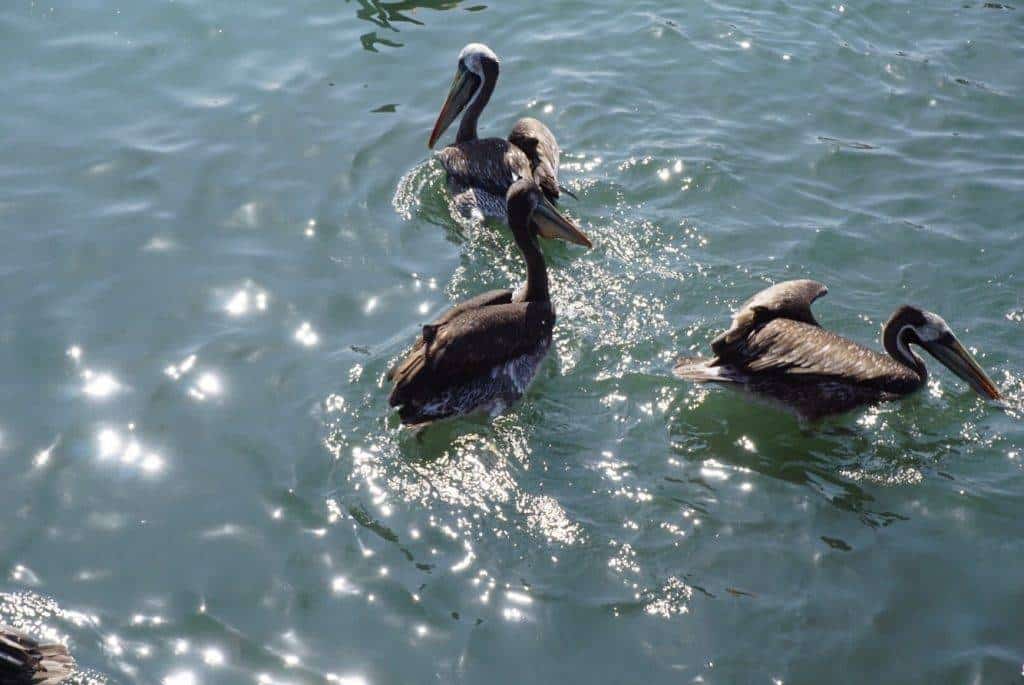 Pelicans in Paracas Peru