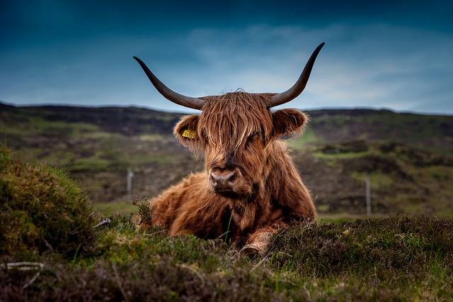 Hairy coos in Scotland