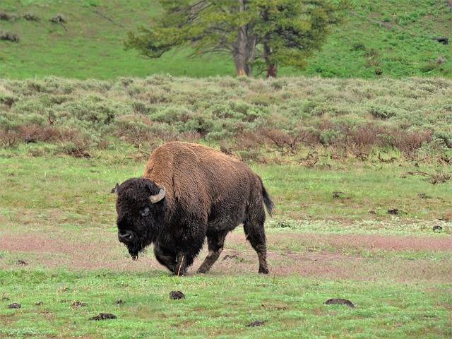 3 day itinerary yellowstone