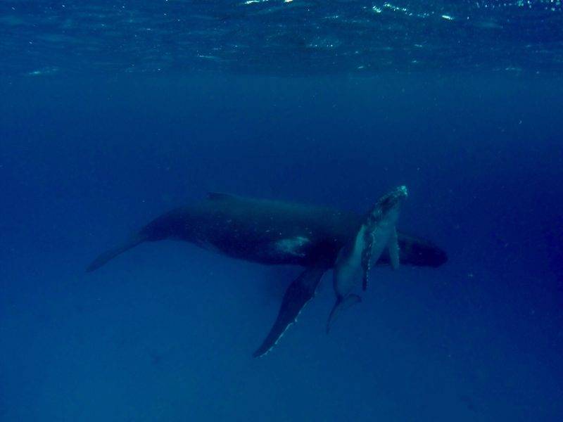 Swimming with Whales in Ha'apai Tonga