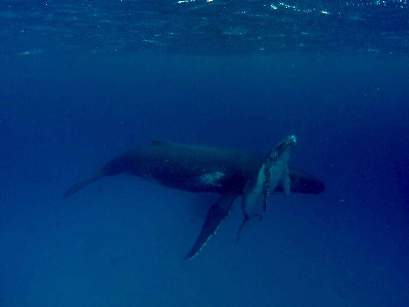 Swimming with Whales in Ha'apai Tonga