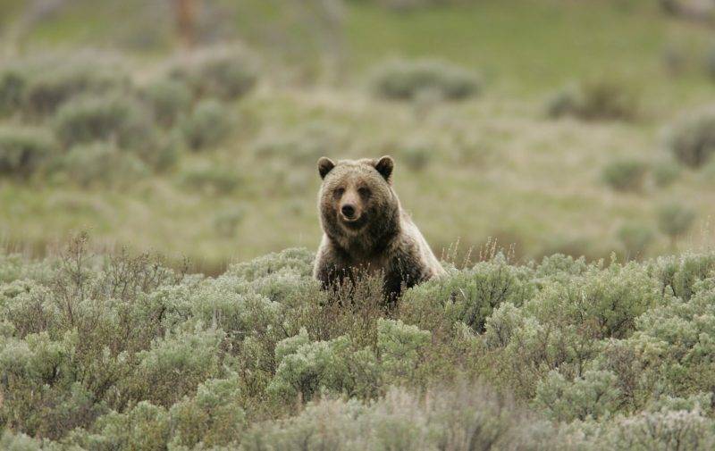 travel blogs yellowstone national park