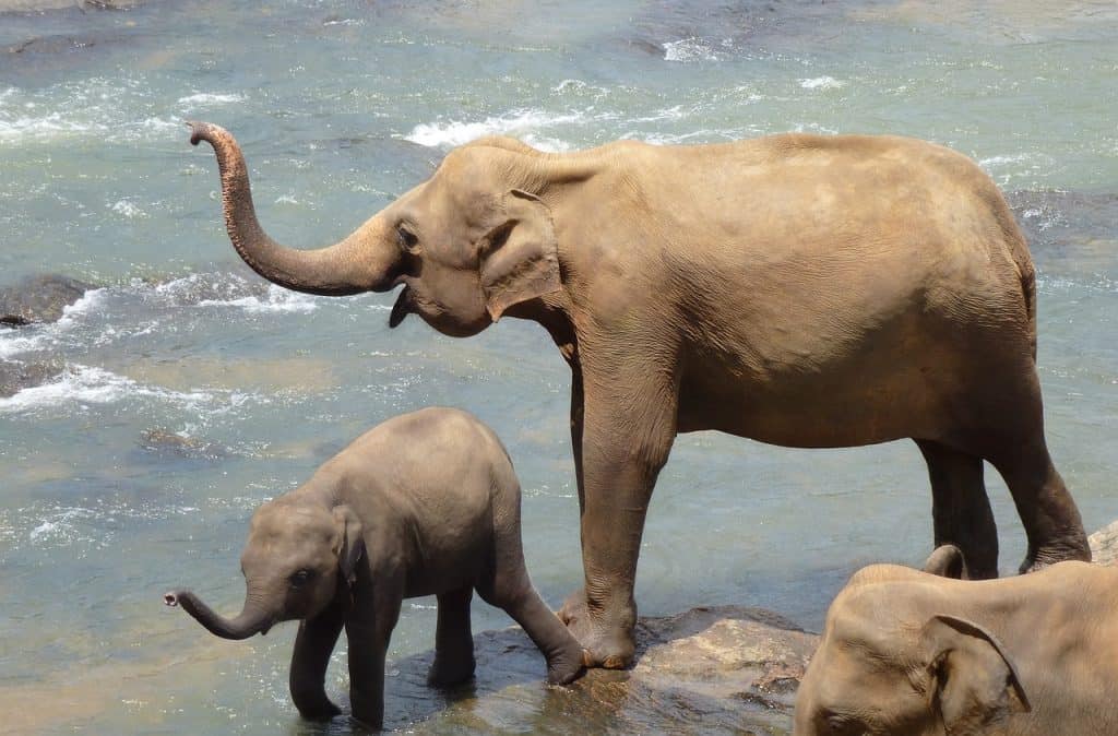 Elephants in Sri Lanka