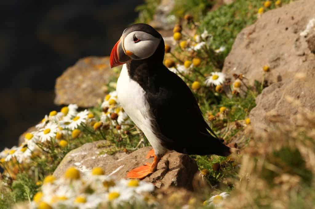 Puffins can be seen in Iceland in June