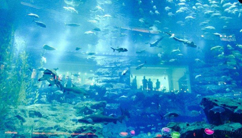 Dubai Aquarium itinerary of dubai