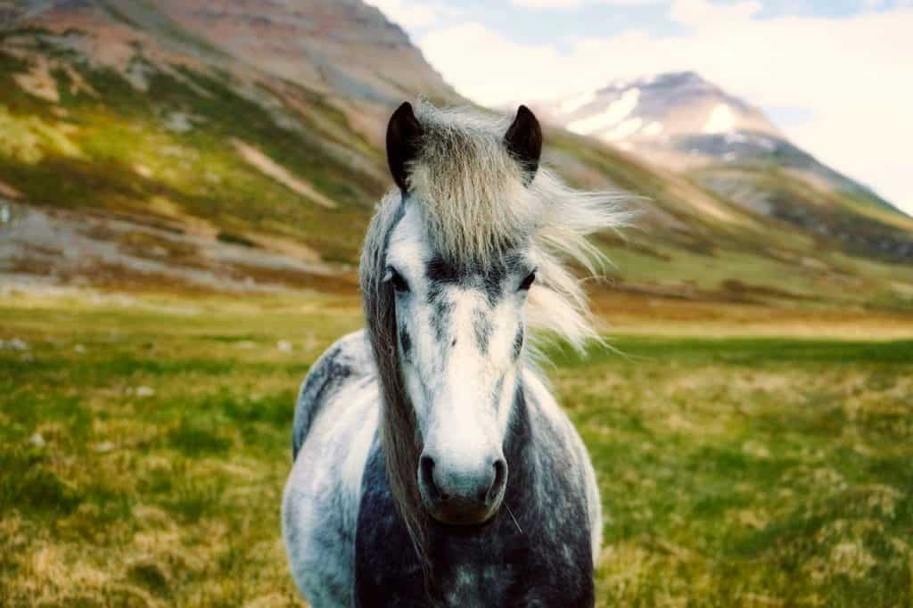 Icelandic Horses