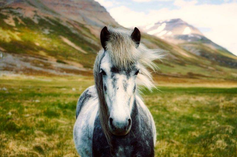 Icelandic Horses