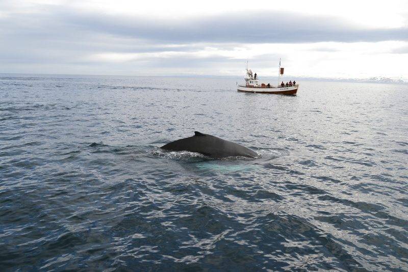 Whale Watching in Iceland