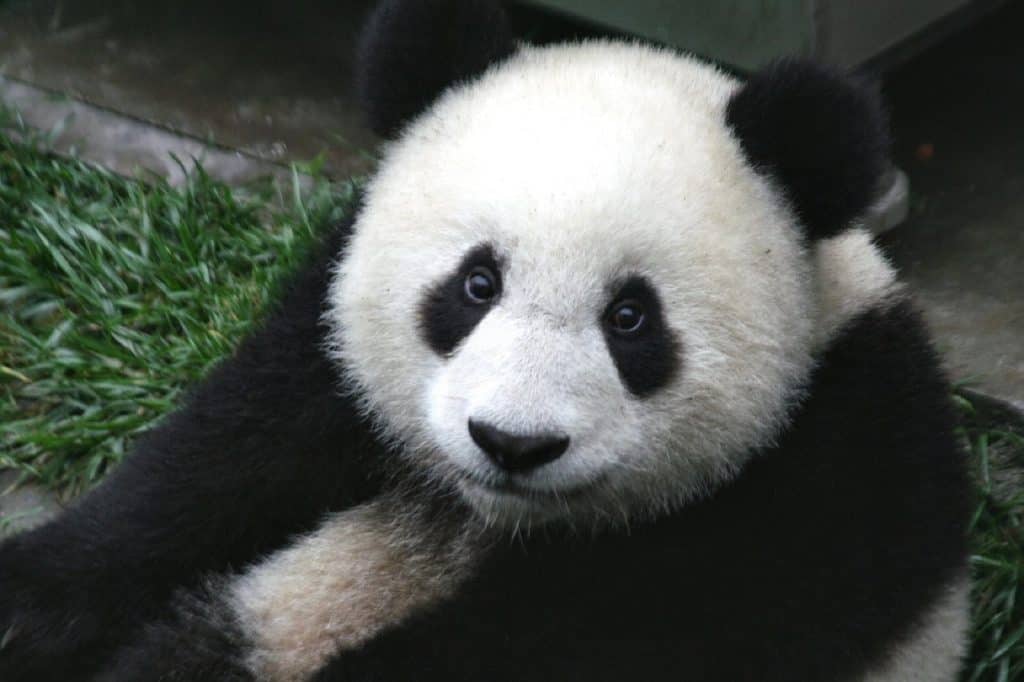 Pandas at the Beijing Zoo