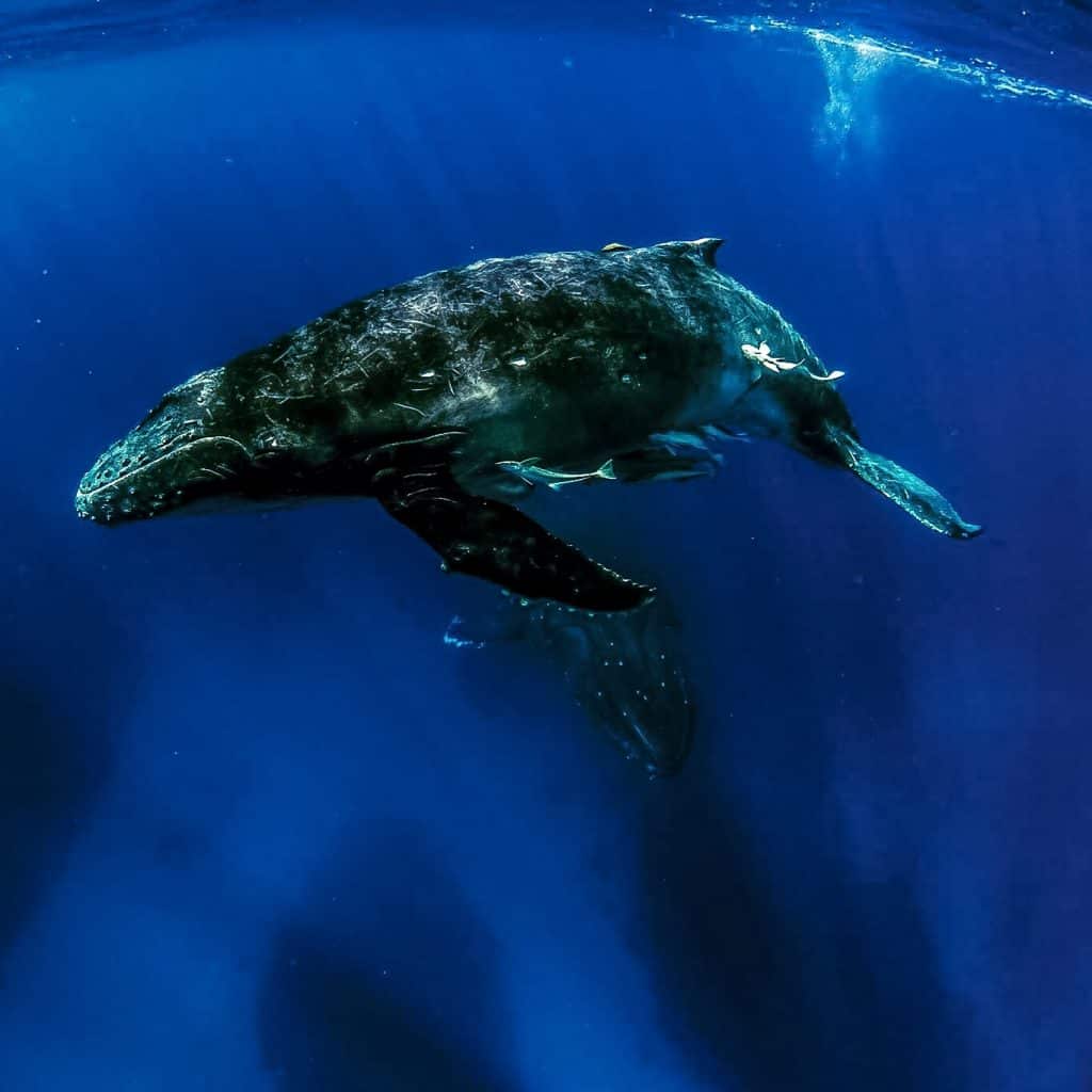 Snorkel gear to swim with humpback whales in tonga