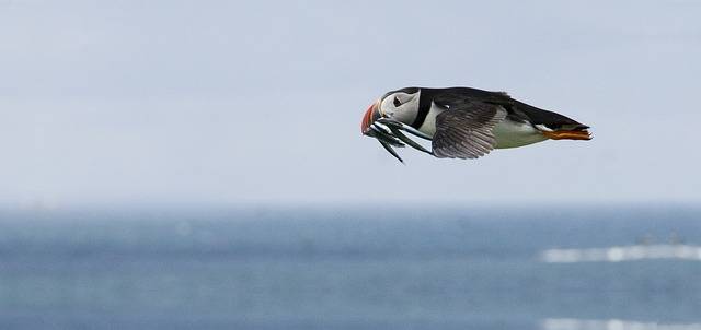 puffins flying - a flying puffin over Iceland