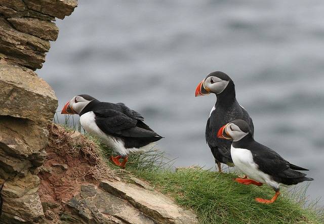 cute puffin photos