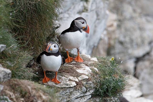 Where to see Puffins in Iceland? – Travelgal Nicole Travel Blog