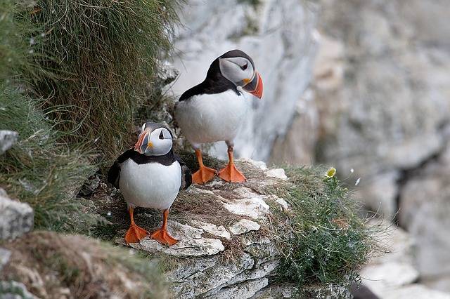 puffin island iceland