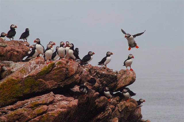 where do puffins live