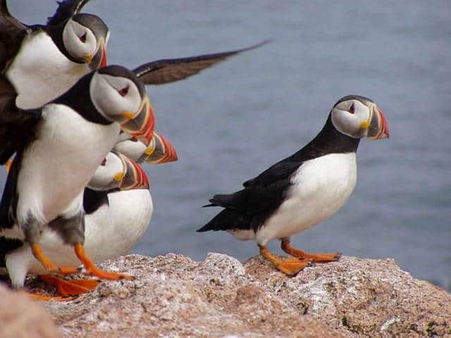 Cute puffin photos - Iceland Puffins