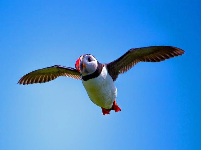 Puffin Tour Iceland - flying puffin