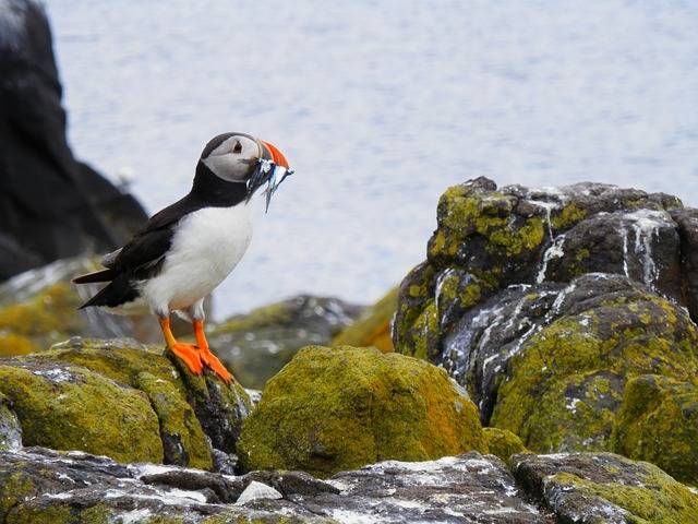 puffin the bird