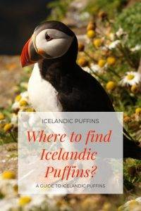 PUFFINS IN ICELAND