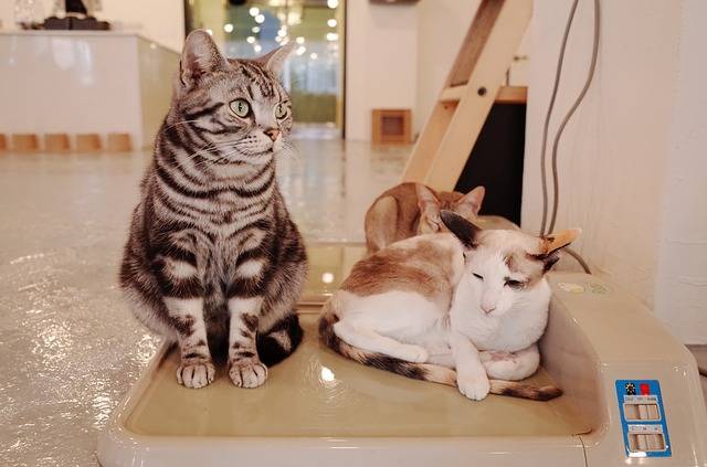 cat cafe tokyo japan travel blog