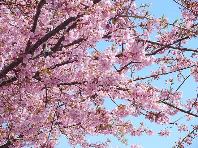 cherry trees bloom late in winter in japan