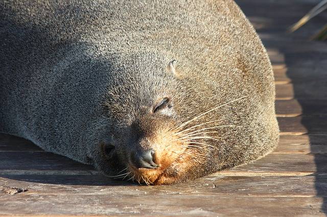 fur seals kaikoura attraction