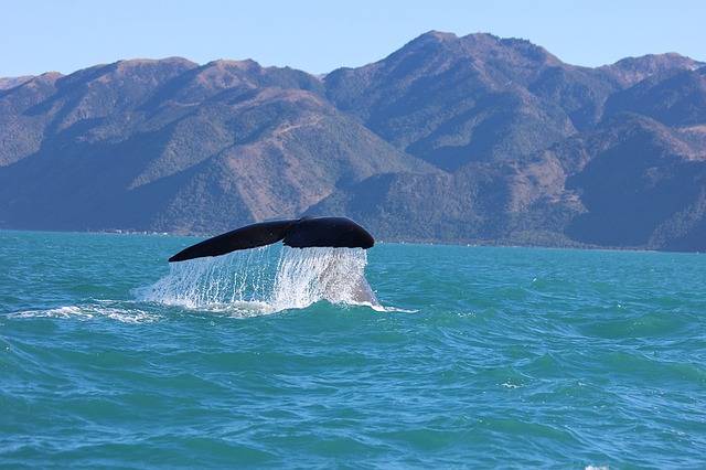 whale watching kaikoura activities