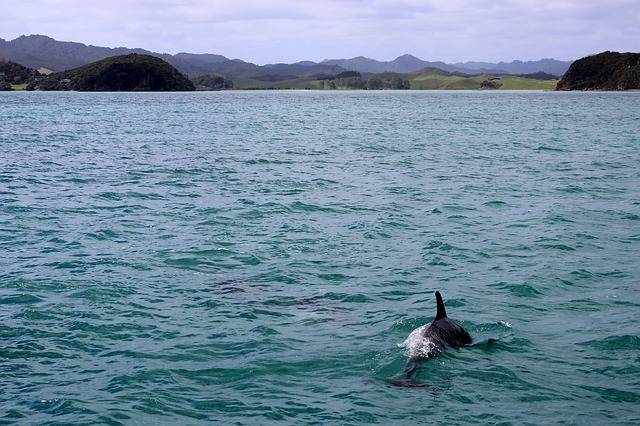 swimming with dolphins in Kaikoura New Zealand