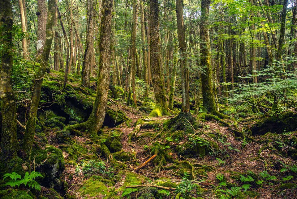 best nature in japan